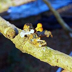 Ophiocordycipitaceae