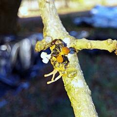 Ophiocordycipitaceae