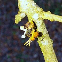 Ophiocordycipitaceae