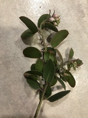 Arctostaphylos rudis