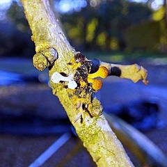 Ophiocordycipitaceae