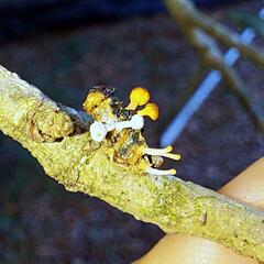 Ophiocordycipitaceae