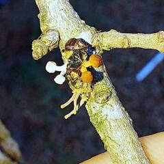 Ophiocordycipitaceae