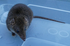 Antechinus mimetes