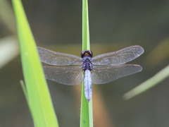 Crocothemis nigrifrons