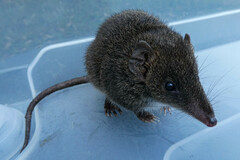 Antechinus mimetes