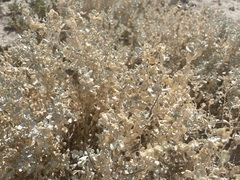 Atriplex lindleyi