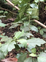 Solanum chrysotrichum