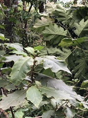 Solanum chrysotrichum