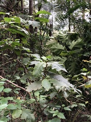 Solanum chrysotrichum
