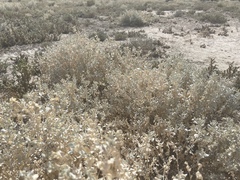 Atriplex lindleyi