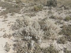 Atriplex lindleyi