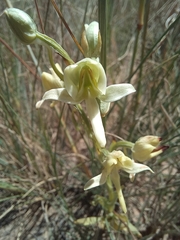 Habenaria epipactidea