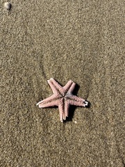 Astropecten