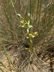 Habenaria epipactidea