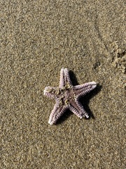 Astropecten