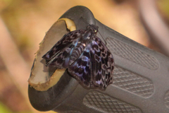 Cycloglypha thrasibulus