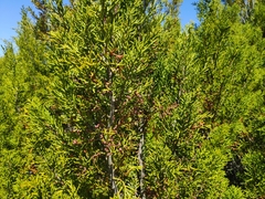 Halocarpus bidwillii