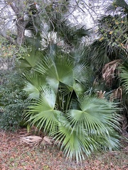 Livistona chinensis