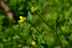 Ranunculus silerifolius