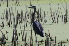 Ardea herodias herodias