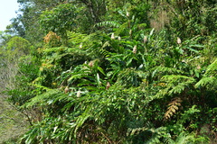 Alpinia uraiensis