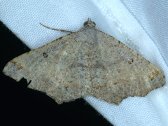 Dissomorphia australiaria