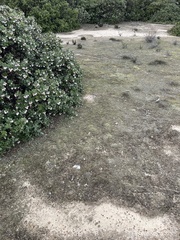 Arrhenia chlorocyanea