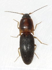 Conoderus auritus