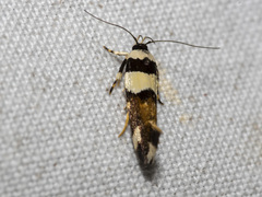 Macrobathra euryleuca