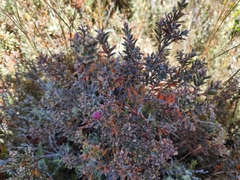 Acrothamnus colensoi