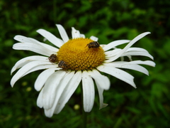 Valgus canaliculatus