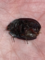 Heleina