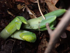 Galanthus