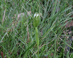 Pterostylis falcata