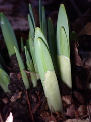 Galanthus