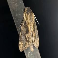 Erinnyis oenotrus