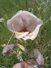 Gladiolus papilio