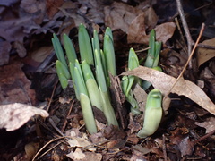 Galanthus