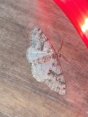 Phigalia denticulata