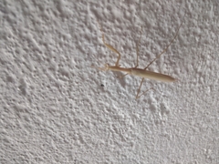 Schizomantodea