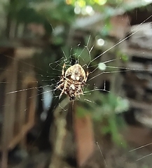 Eriovixia excelsa
