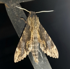 Erinnyis oenotrus