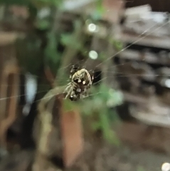 Eriovixia excelsa