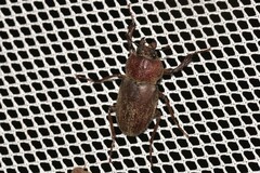 Cacostomus squamosus