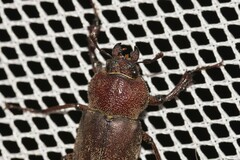 Cacostomus squamosus