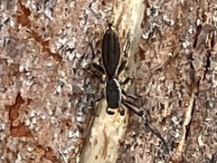 Holoplatys lhotskyi