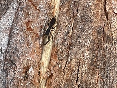 Holoplatys lhotskyi
