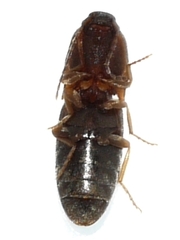 Conoderus auritus