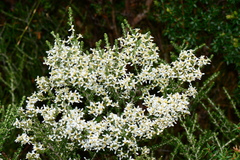 Olearia algida